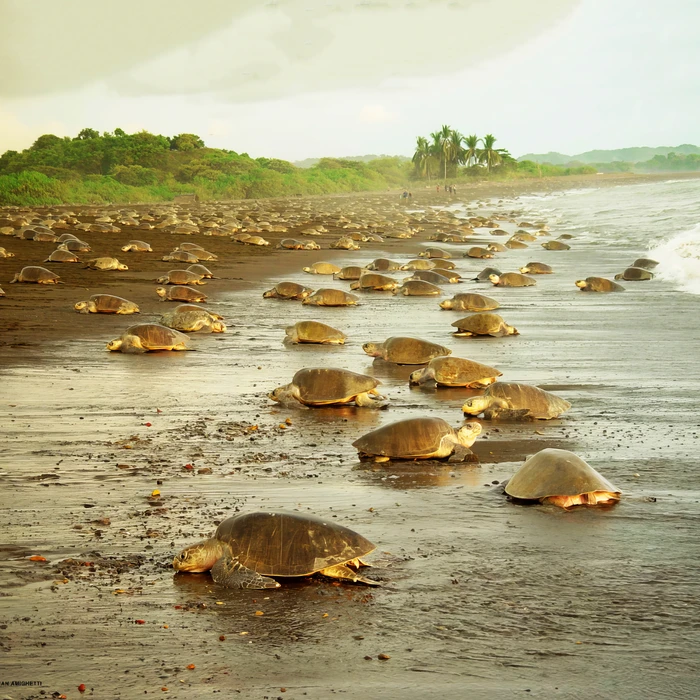 tortuguero